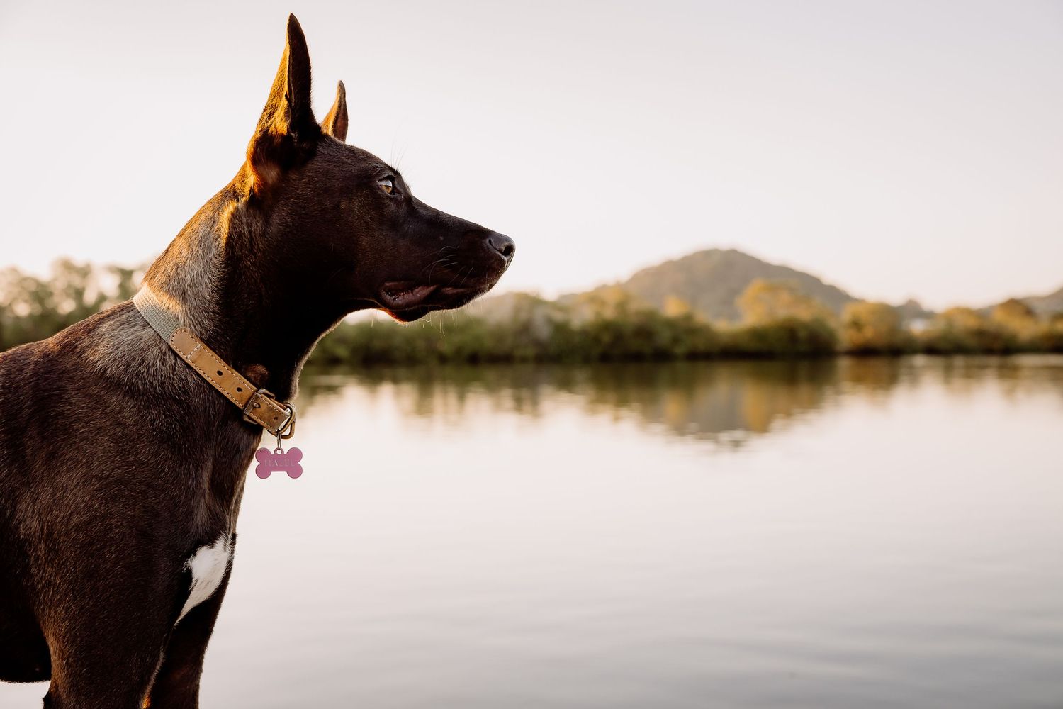 Profile of a dark brown doberman dog looking out over a lake with mountains in background.