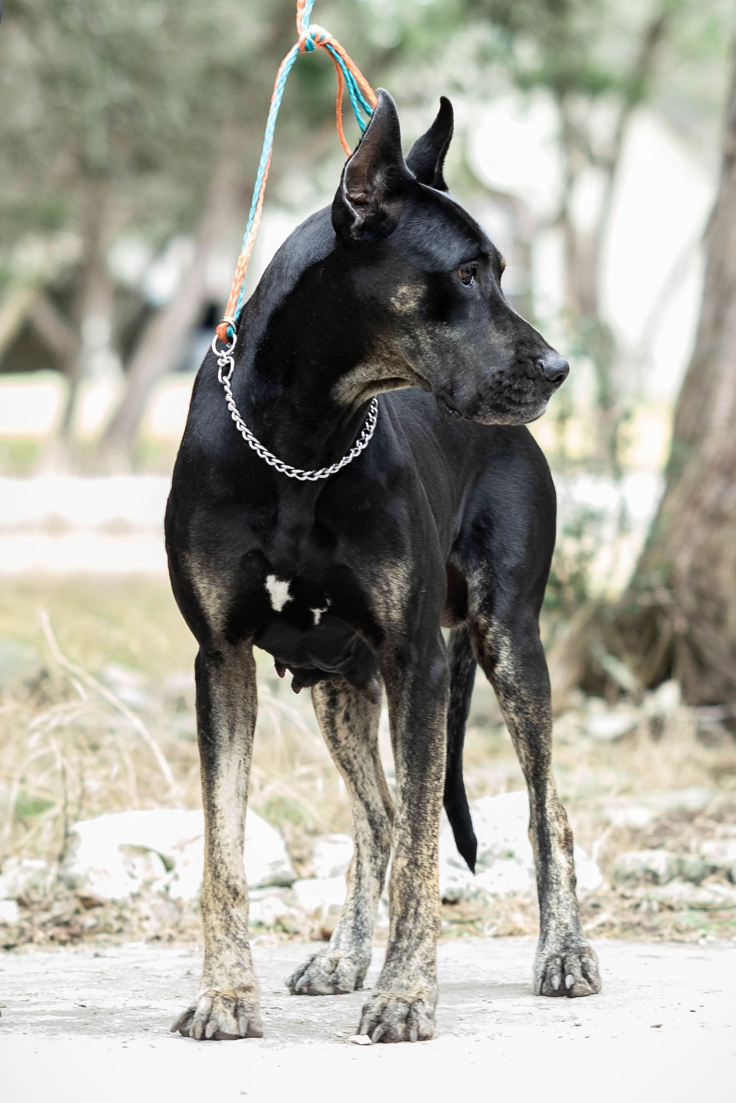 Black Great Dane on leash with chain collar standing alert in outdoor park setting.