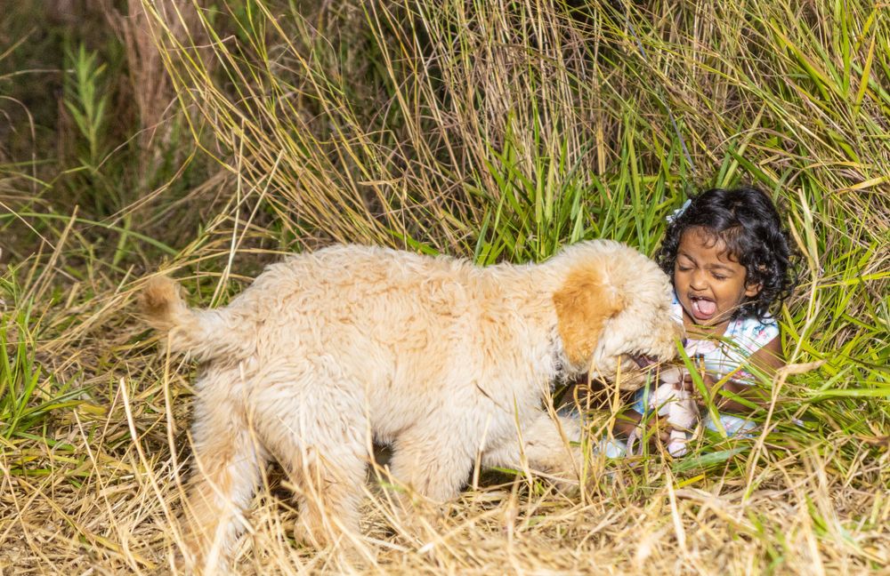 A playful moment captured between a child and golden retriever dog in tall grass.