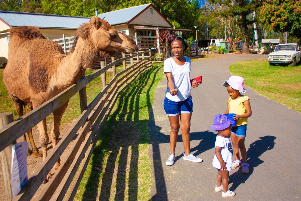 Visitors at a farm petting zoo interact with a friendly camel behind a wooden fence.