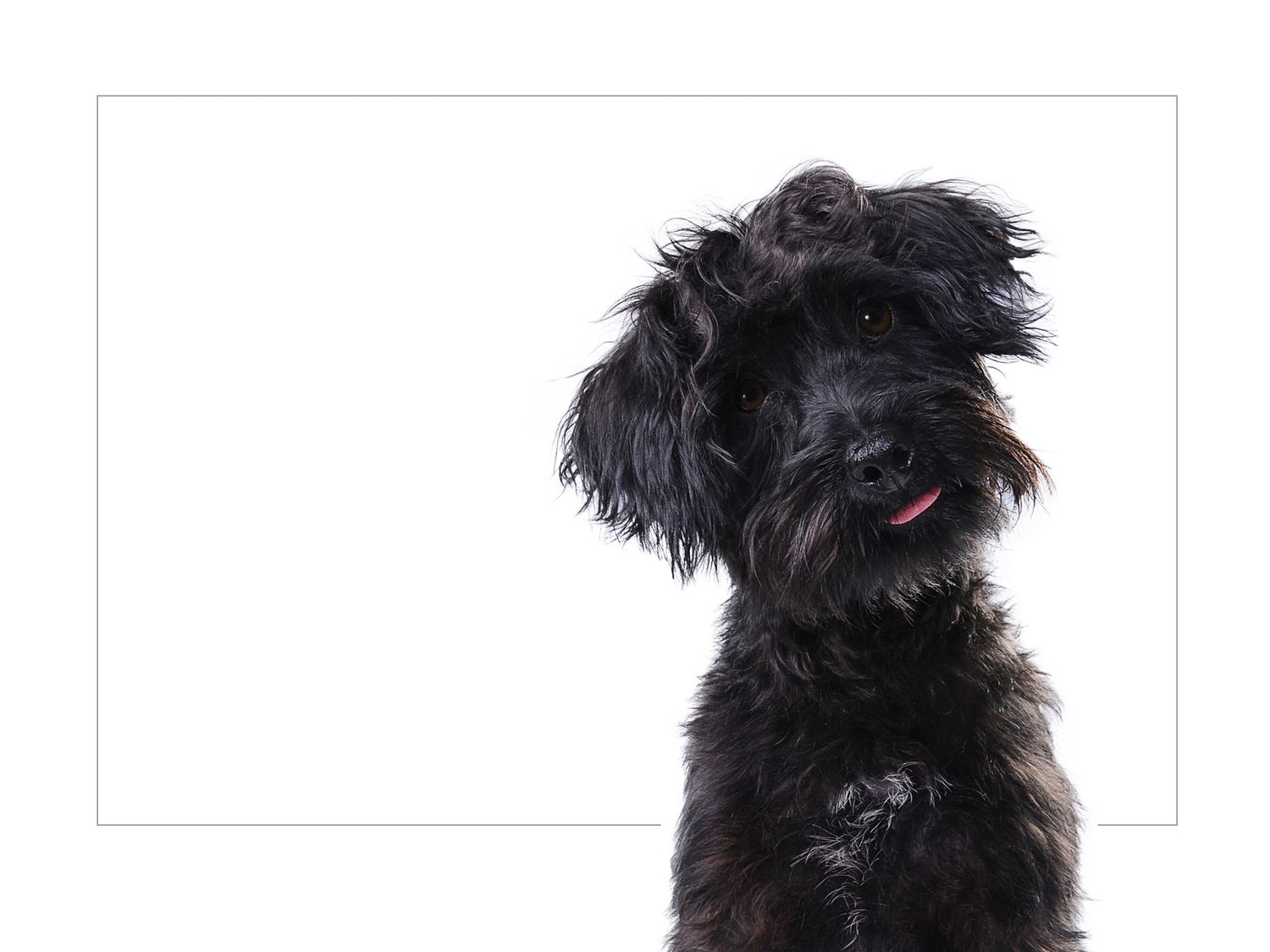 Black scruffy terrier dog with shaggy fur looking sideways against white background.
