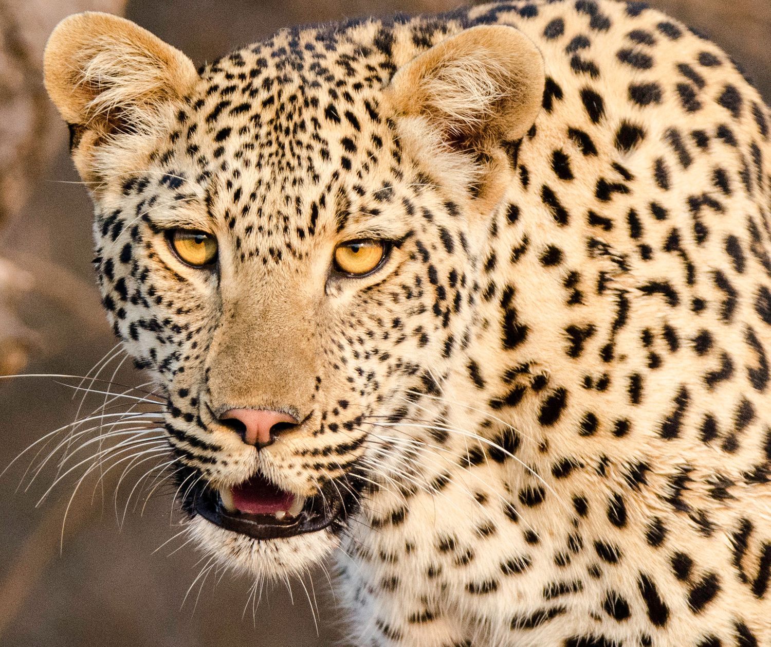 Leopard, South Africa