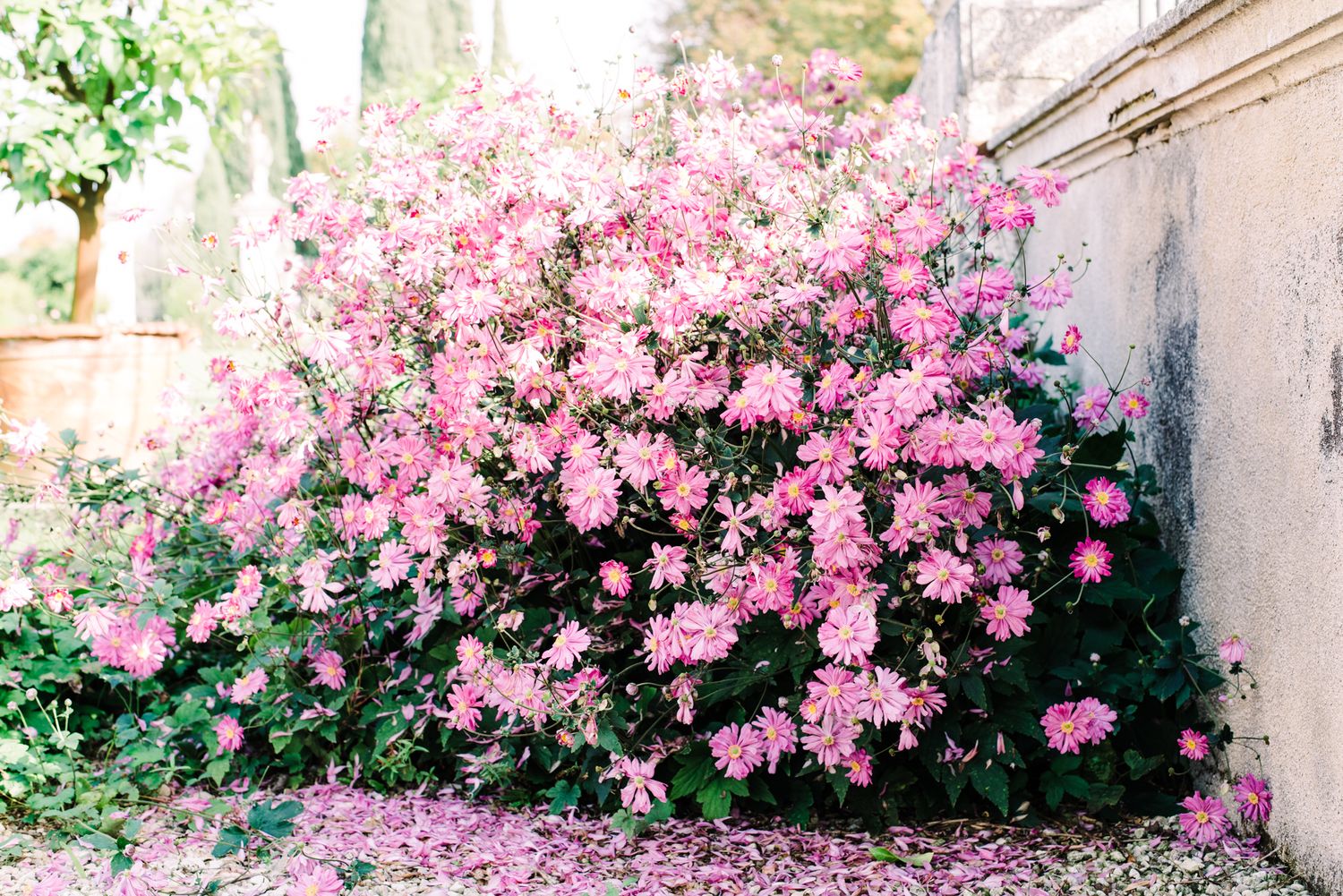 Ally Ramello Photography. Photo taken in Vicenza, Italy. Pink flowers in the fall