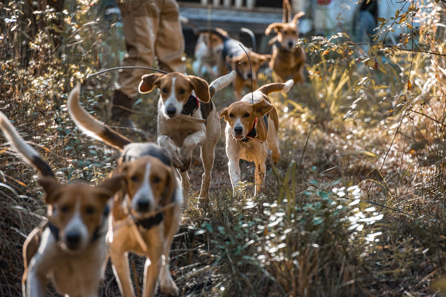 Deer dogs being turned loose for deer hunting in the South Carolina lowcountry. Photographed by SC dog photographer.