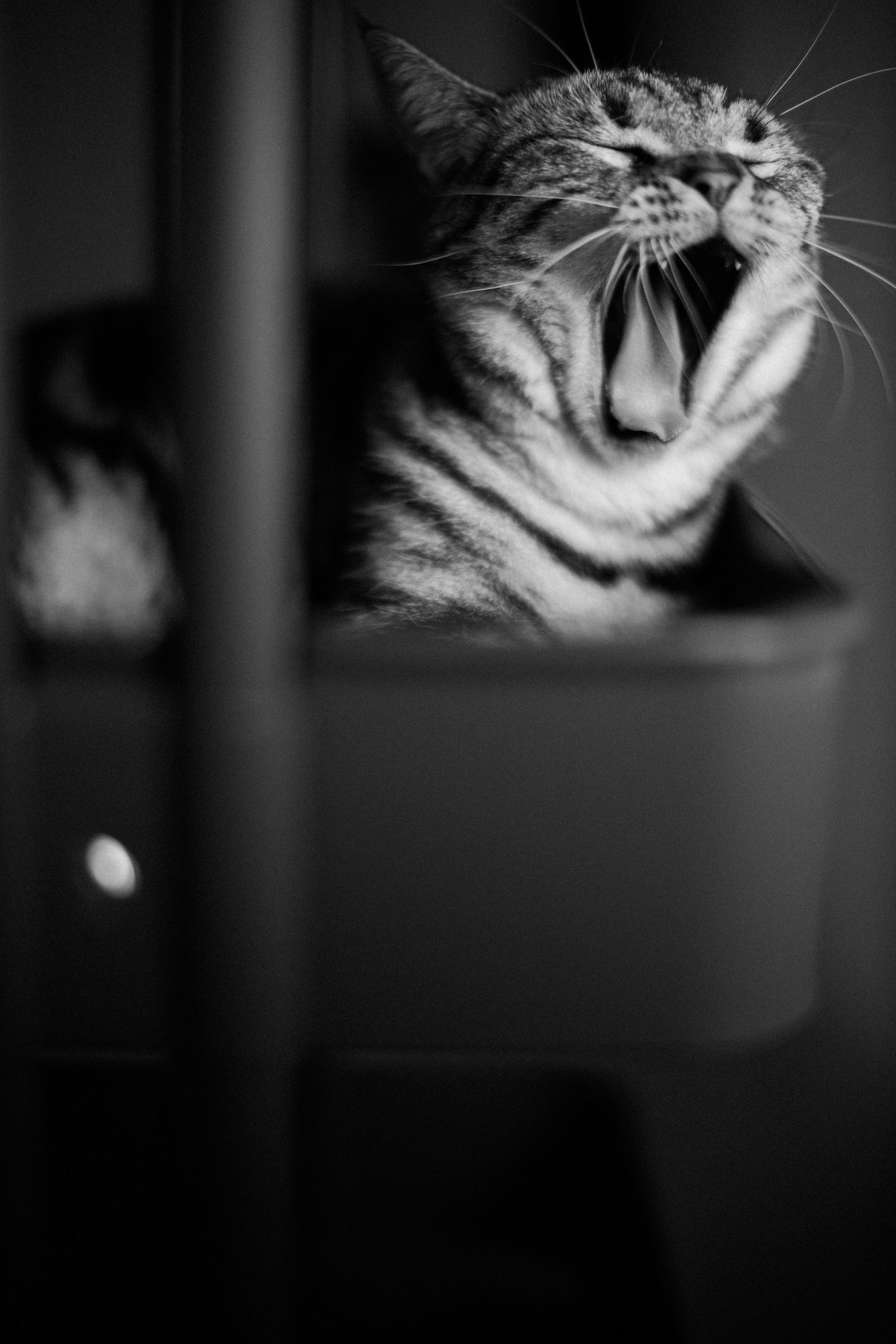 Black striped cat growling