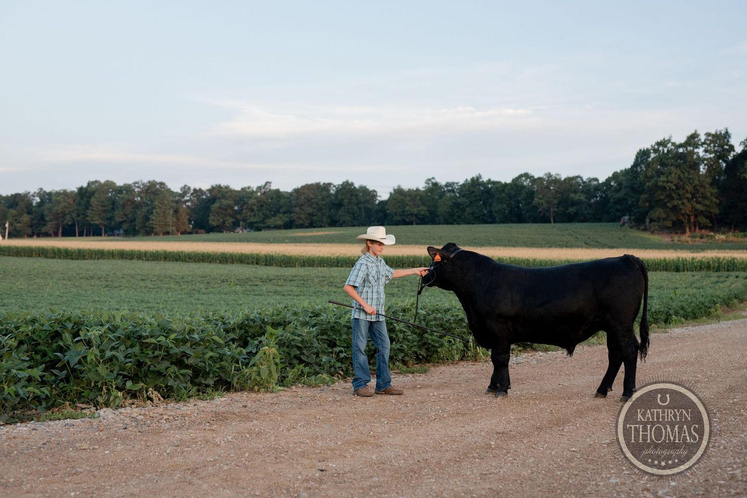 A black show steer stands with its handler on a dirt path with green farmland in the background.