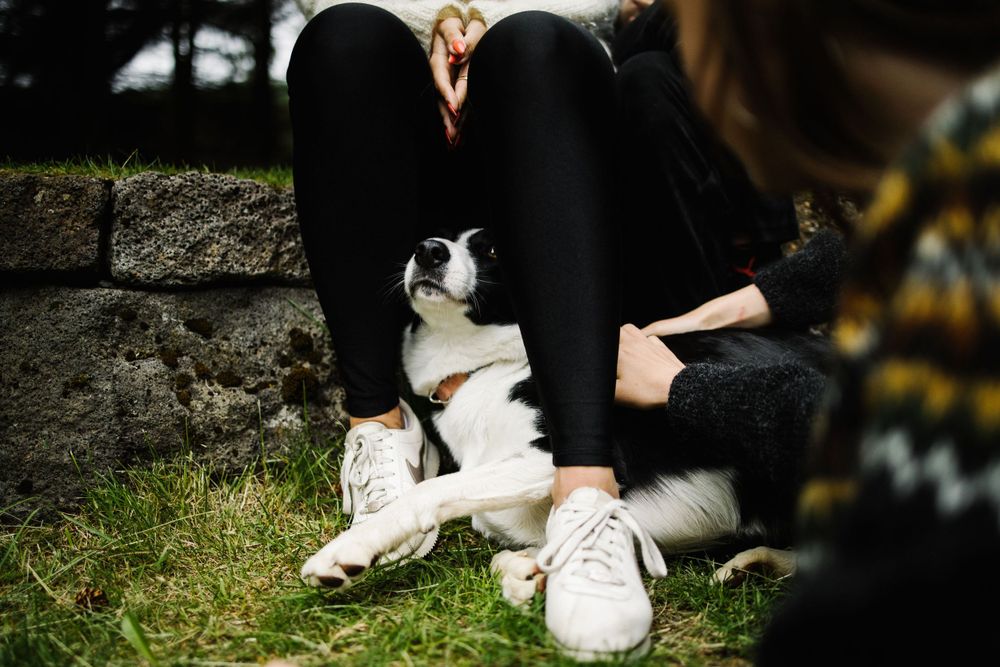 Black and white cat sitting between person wearing black pants and white sneakers.