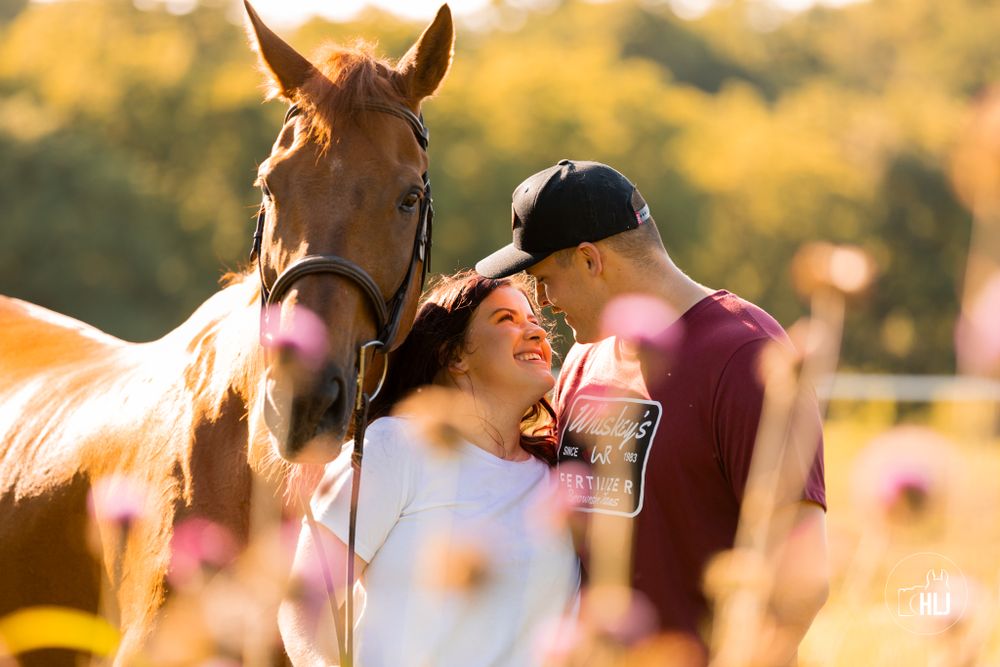 A chestnut horse stands in a golden field of wildflowers at sunset.