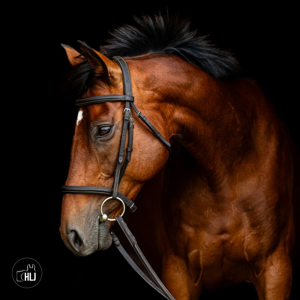 Close-up portrait of a bay horse wearing black bridle against dark background.