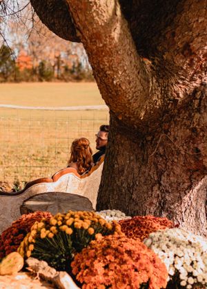 Fall mums and seasonal decorations arranged beneath a large tree trunk.