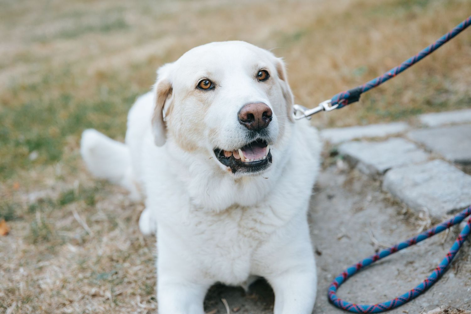 Pet Photography in Seattle