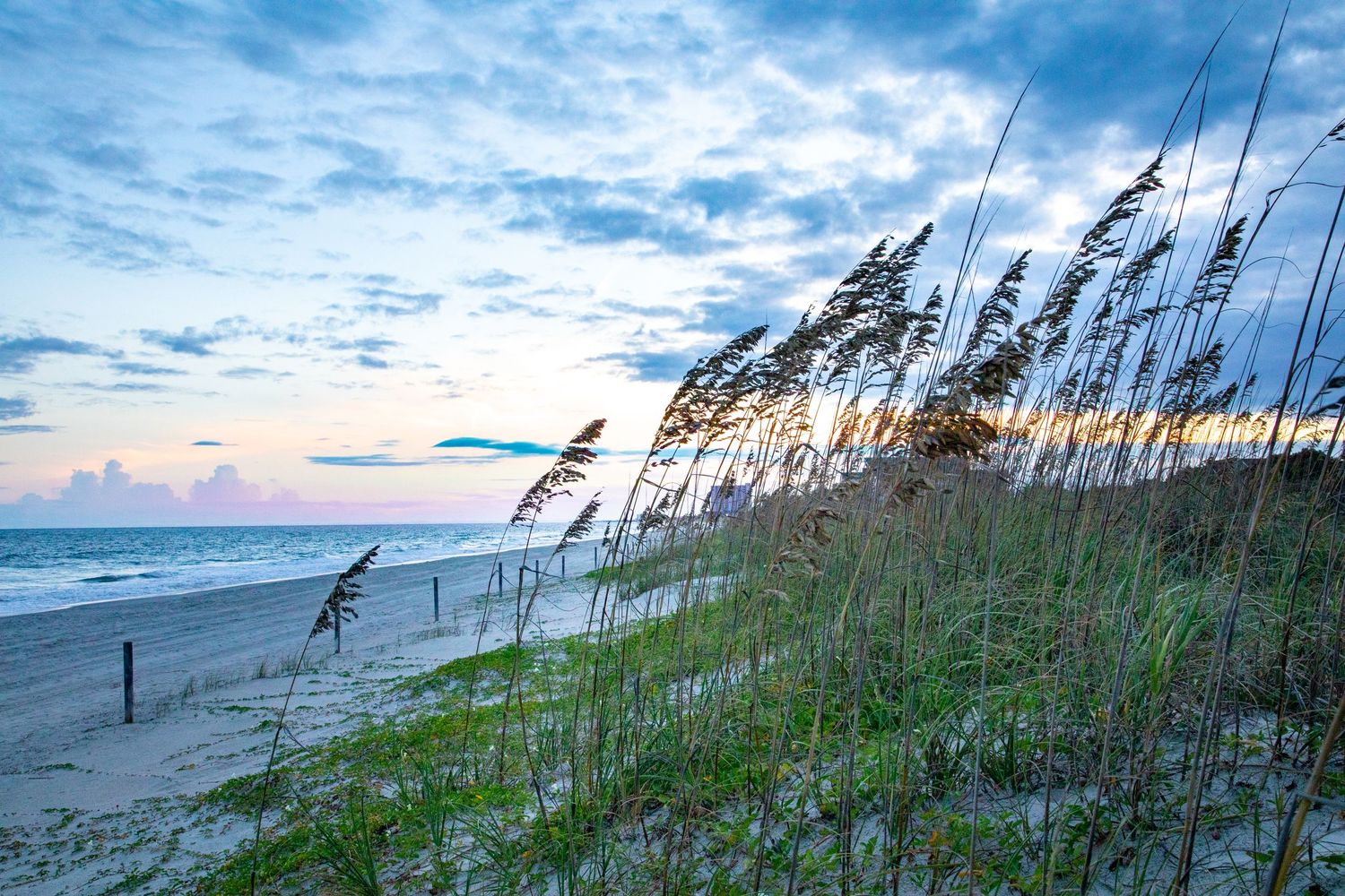 Sea oats sway in the breeze on a sandy beach dune at sunset.
