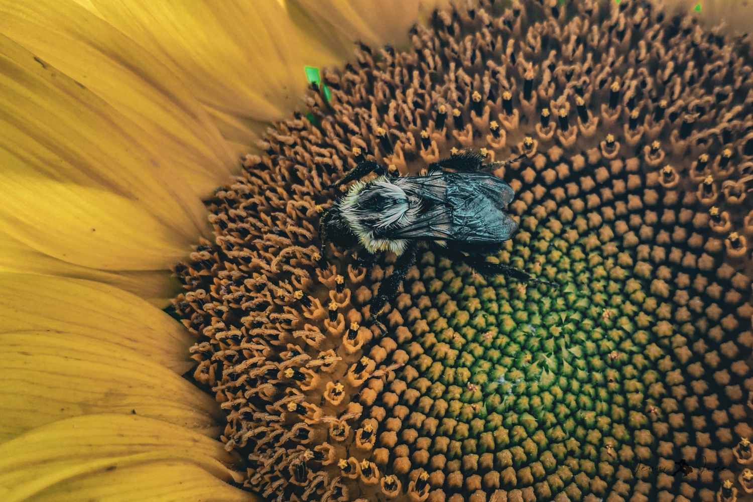 Blue bee collecting pollen on brown and yellow sunflower center.