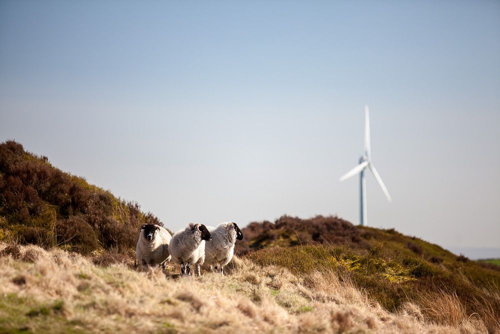 Scout Moor Windfarm with sheep
