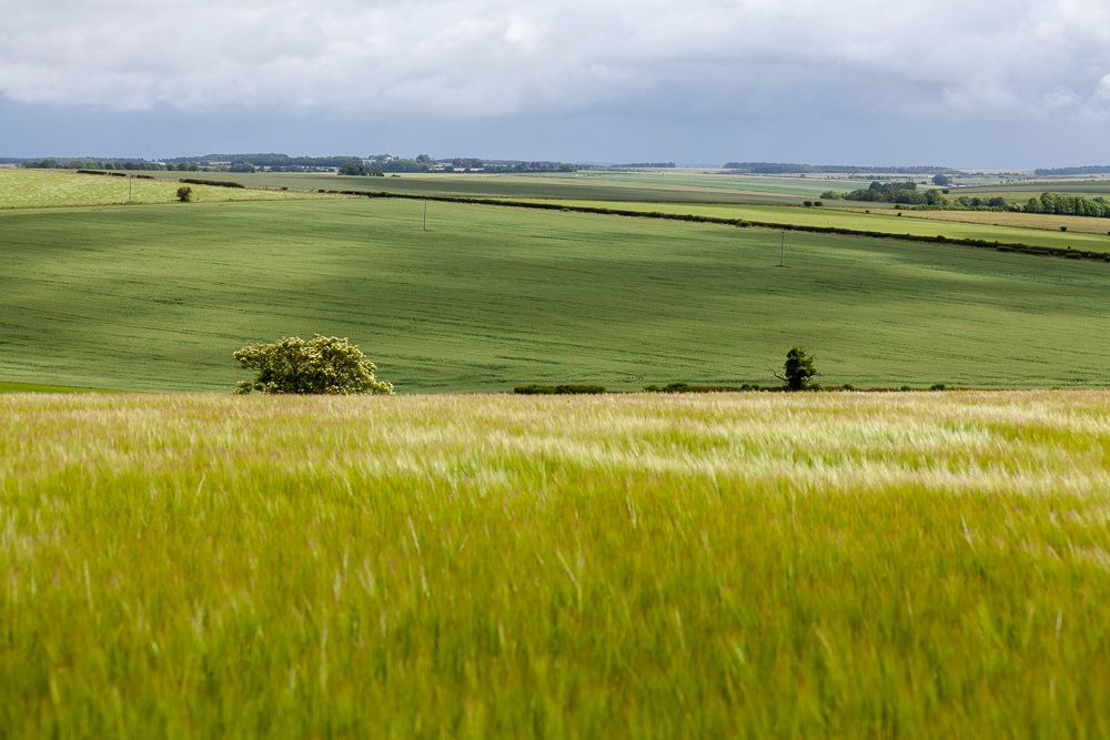 Wiltshire Fields