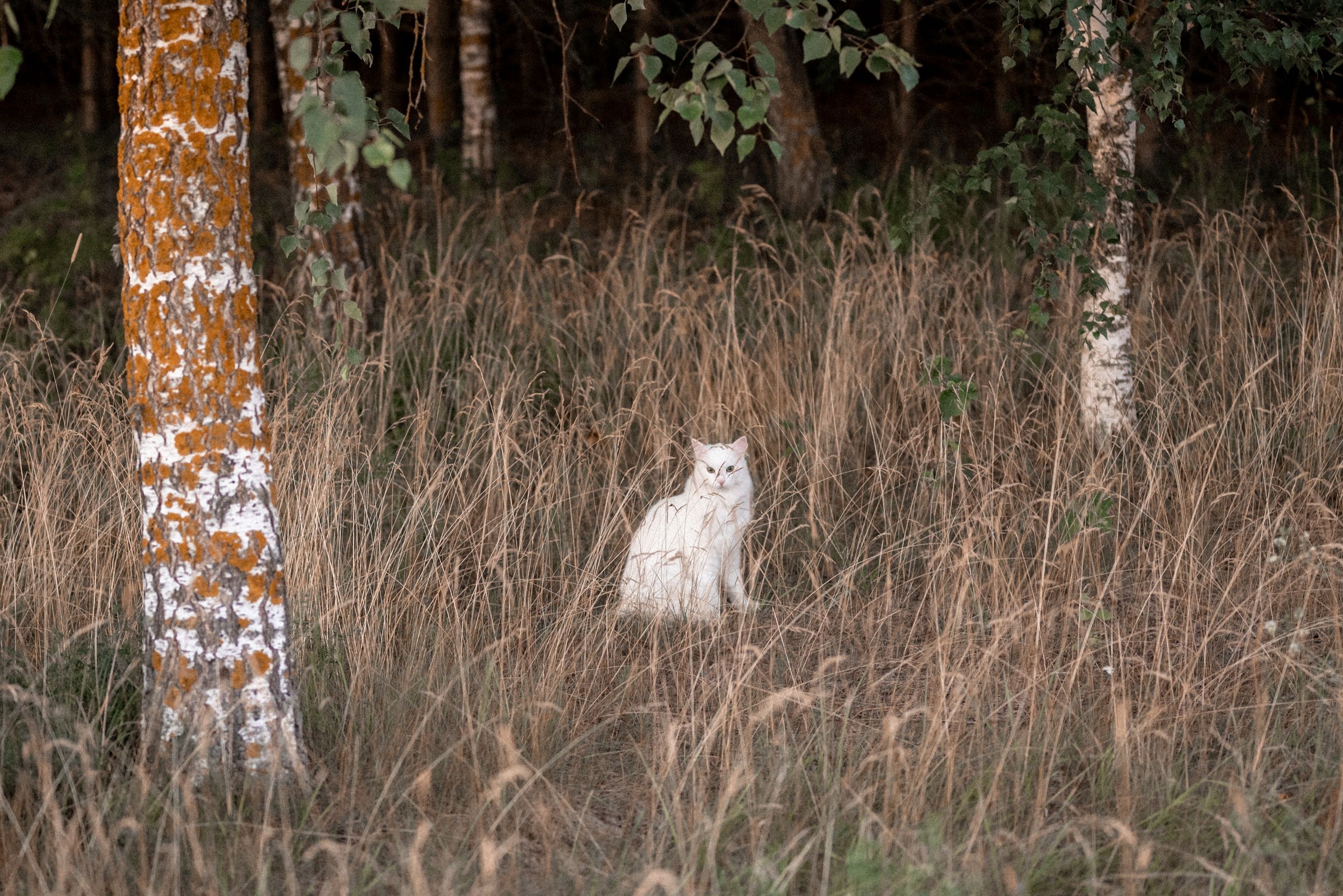 A white cat sits among tall grass and birch trees in a moody forest setting.
