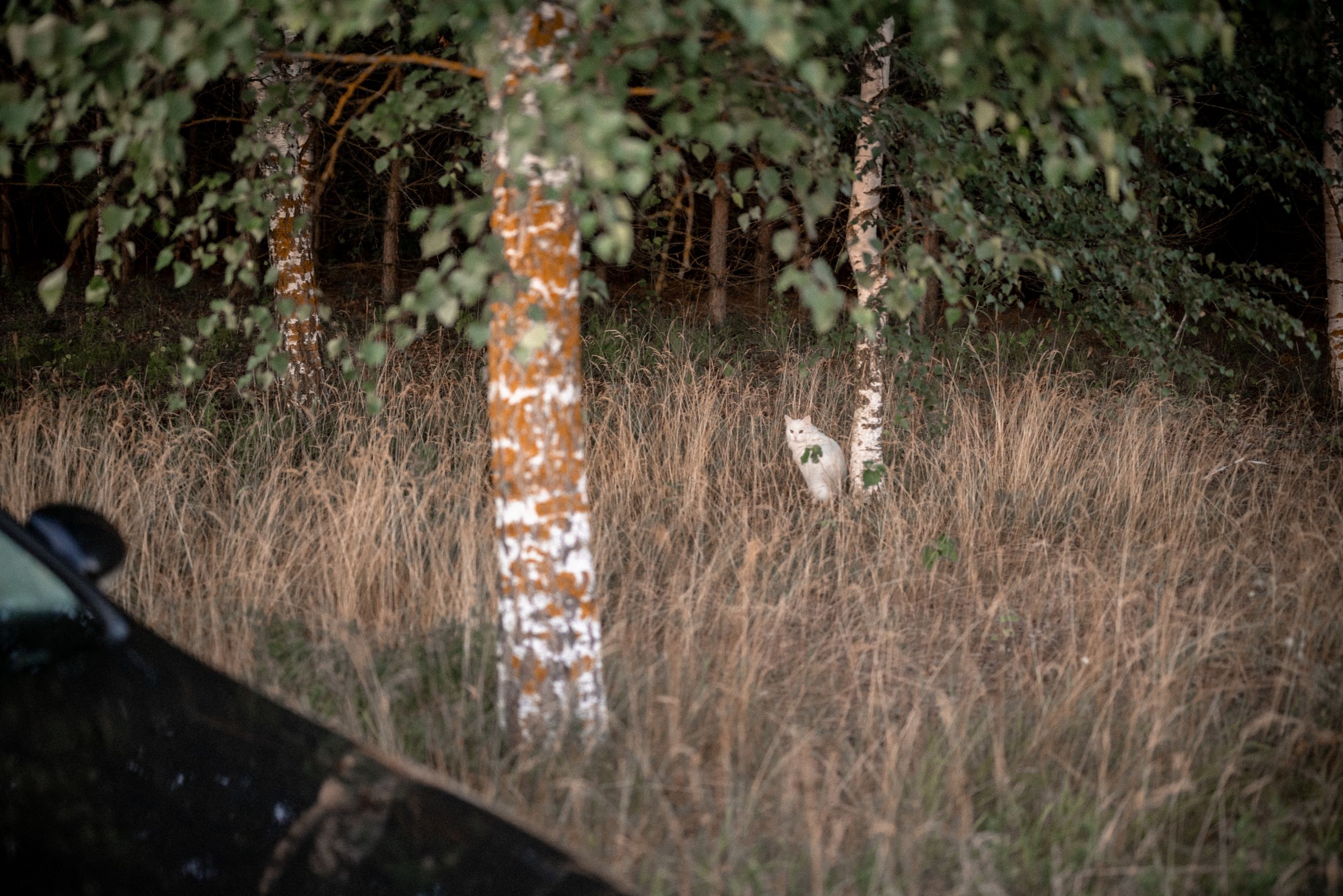 A partially hidden white cat peeks through tall grass near birch trees with peeling bark.