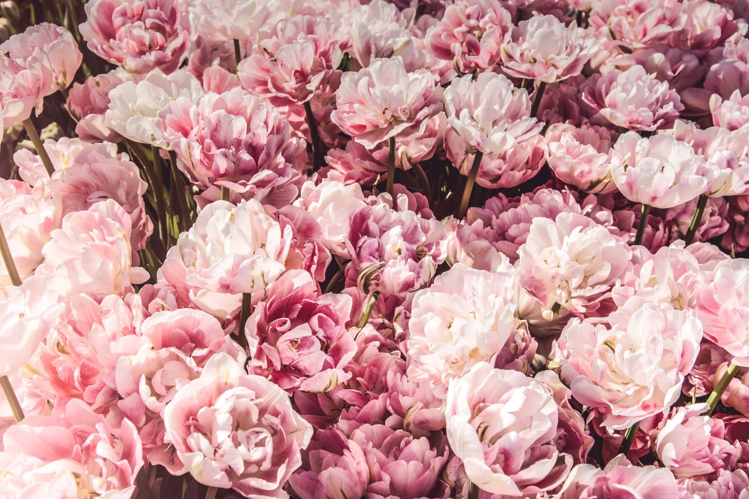 Flowers in front of an LDS temple in Utah