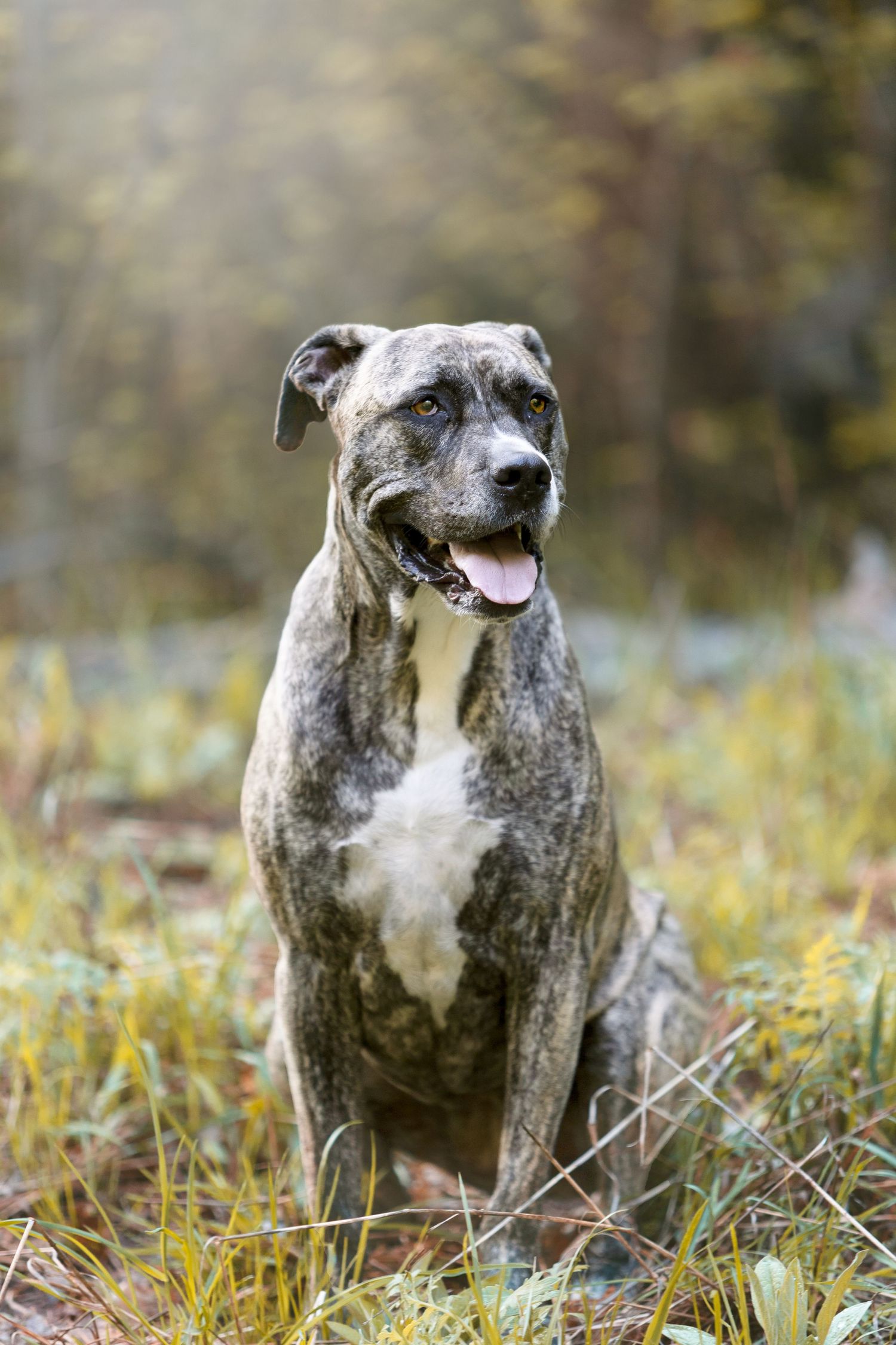portrait pet photos utah