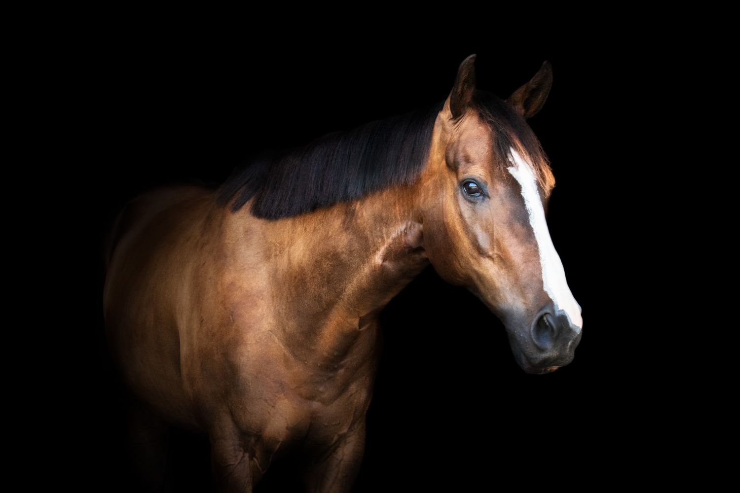 brown horse with white stripe down face with black background