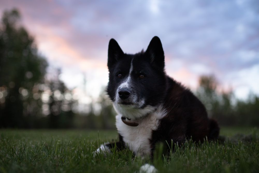 Dog portrait
