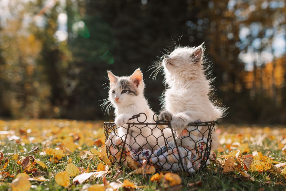 Kittens in a basket