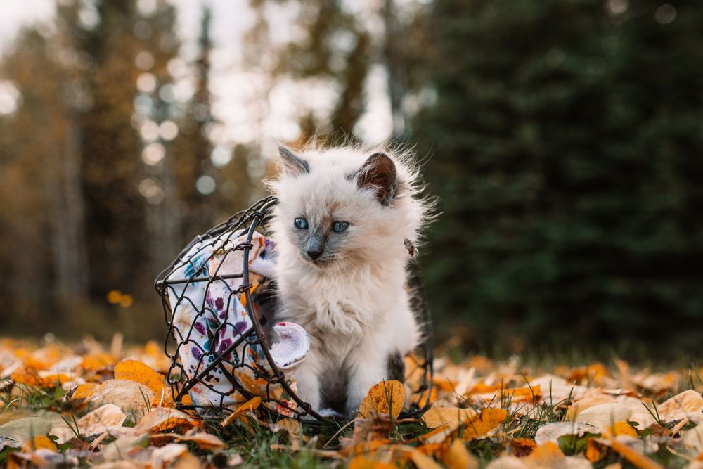 Fluffy Cat in a basket