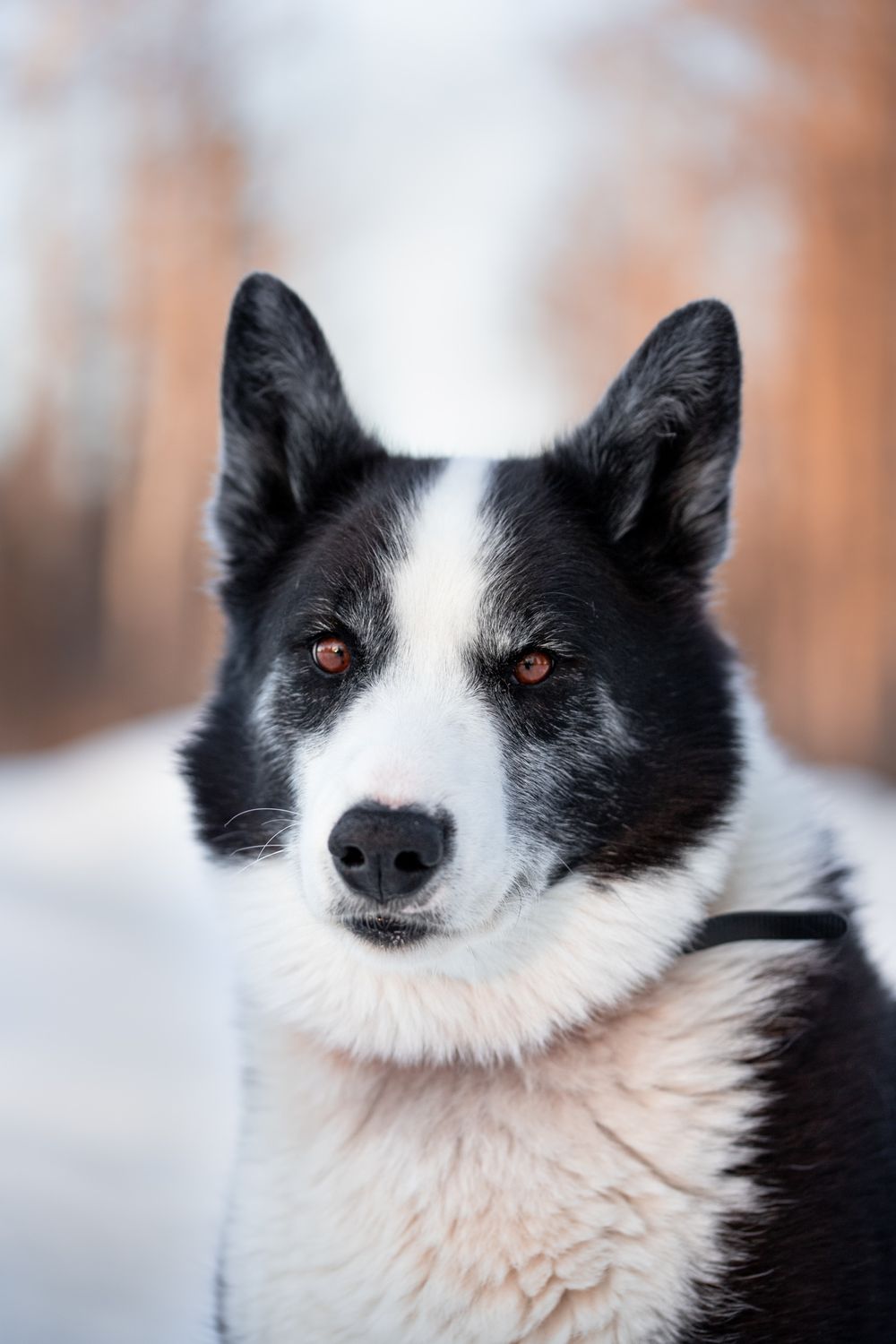 Dog portrait