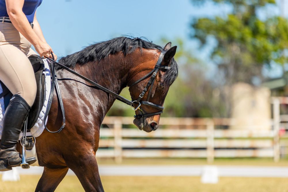 A bay horse in dressage tack being ridden in an outdoor arena.