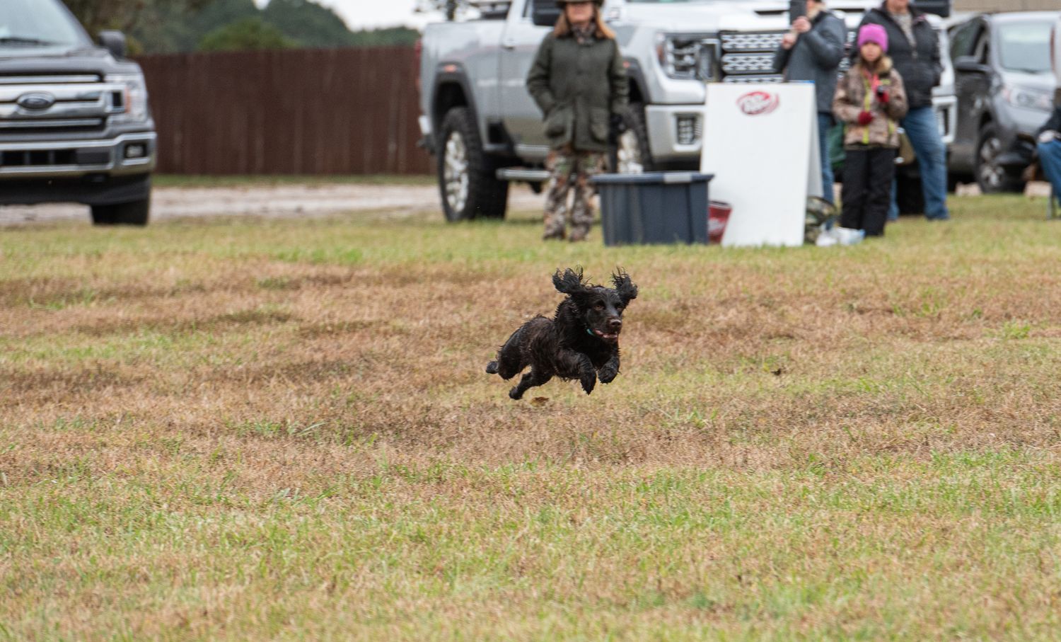 A Boykin Spaniel leaps through the air during a retrieve at a hunt test near Greenwood, South Carolina for retrievers.