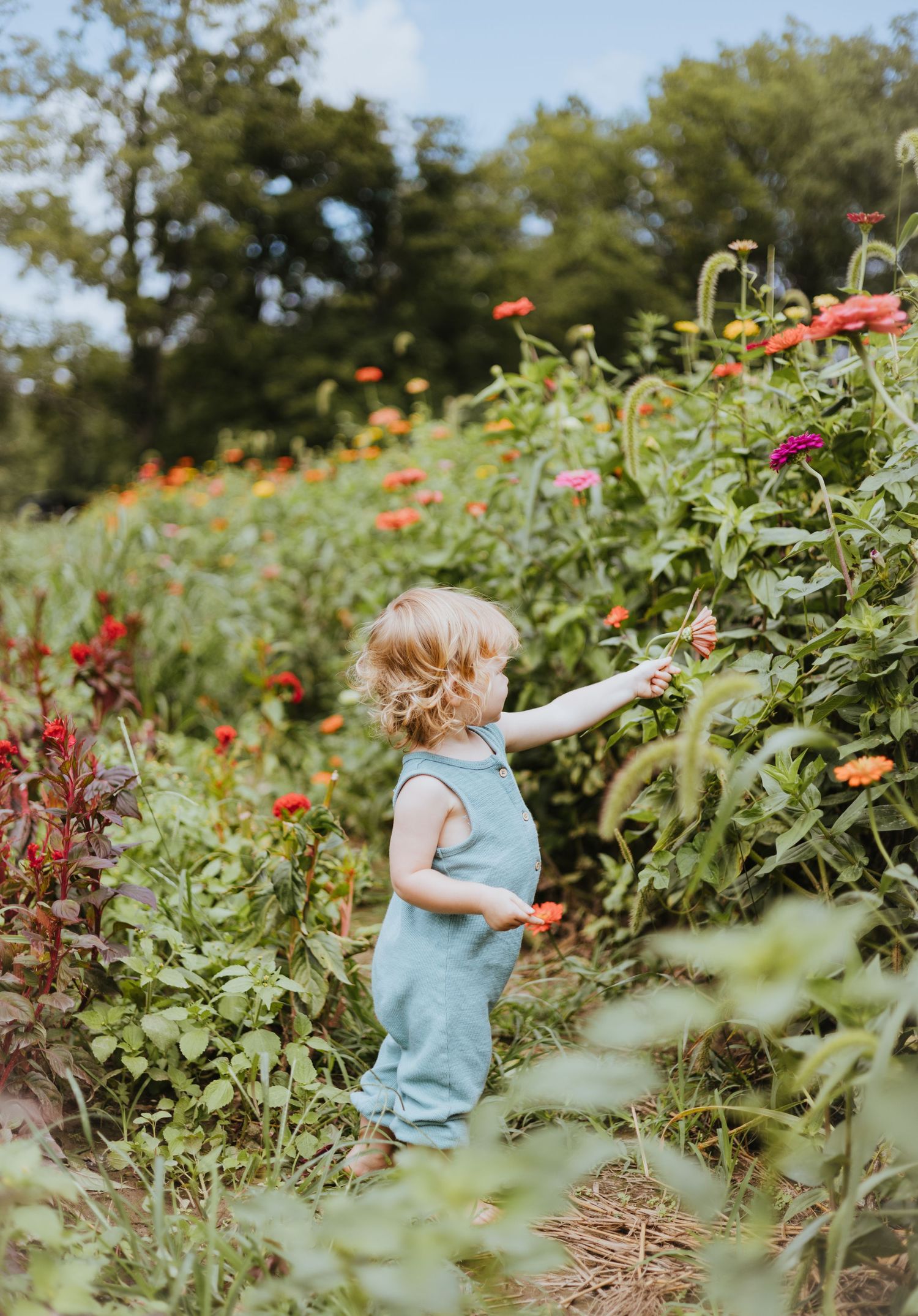 small girl picking flowers in a sunlight field