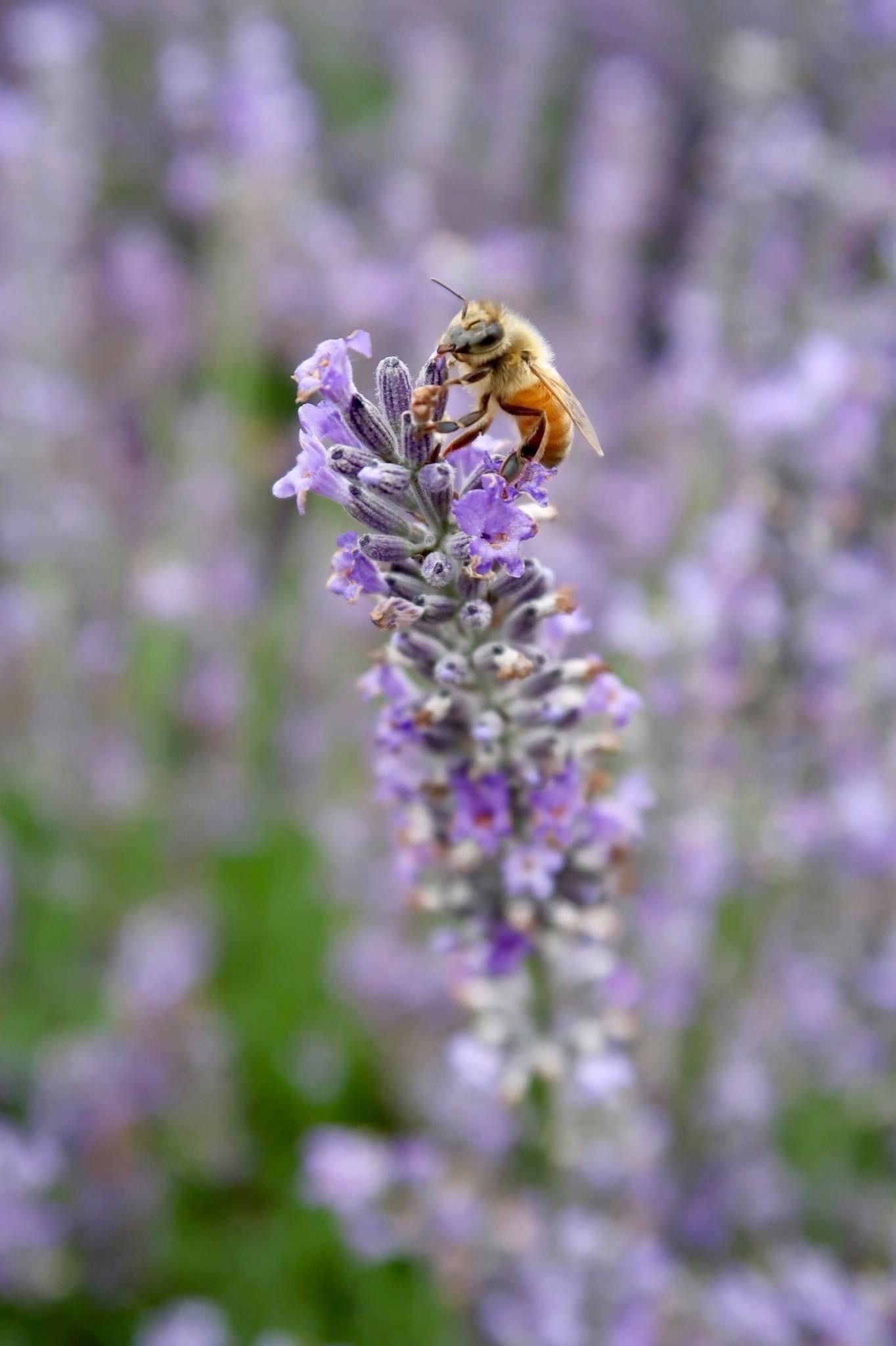 A honey bee collects nectar from a purple lavender flower stem in a garden.