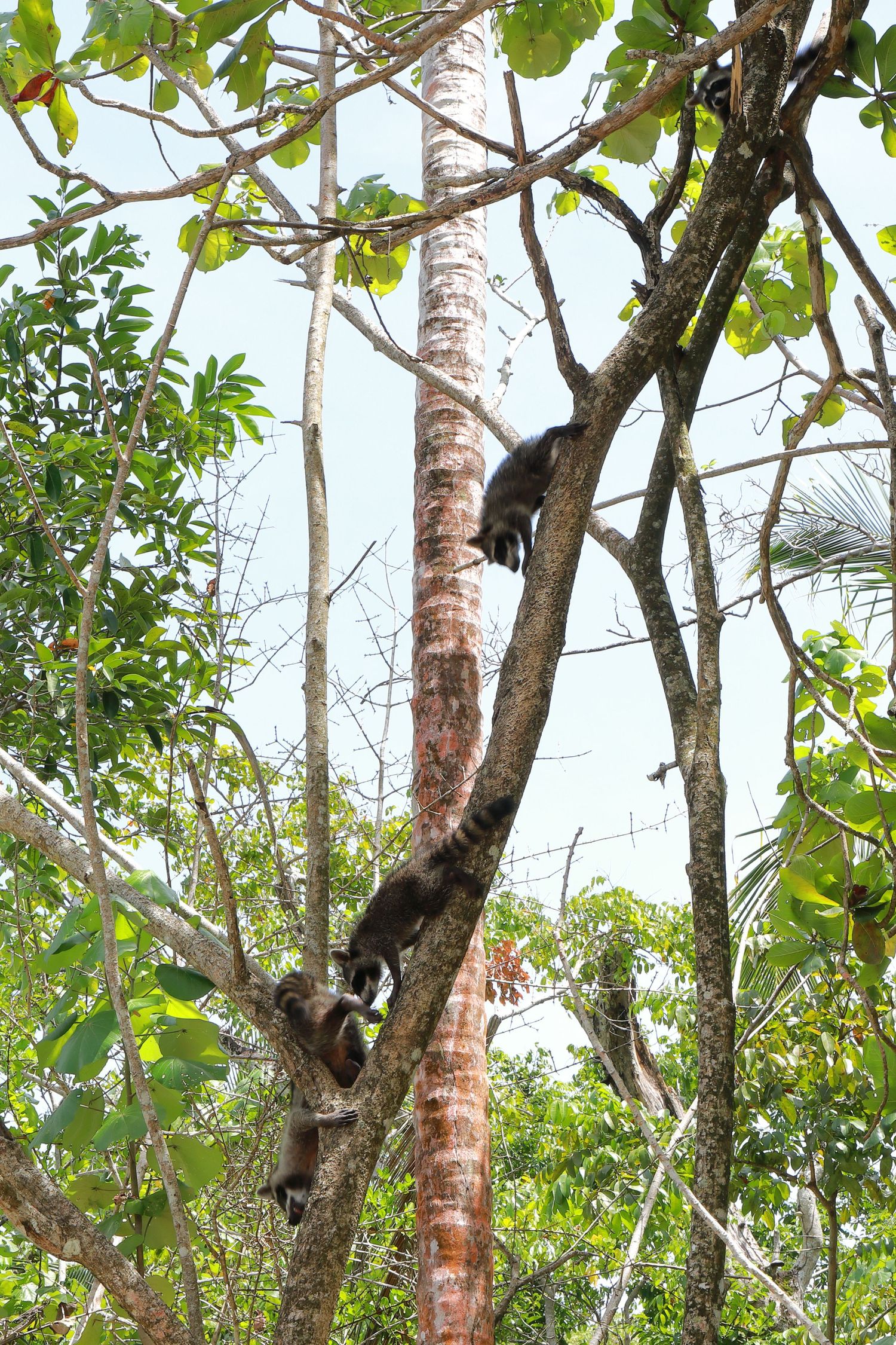 Two monkeys climbing on trees in a tropical forest setting.