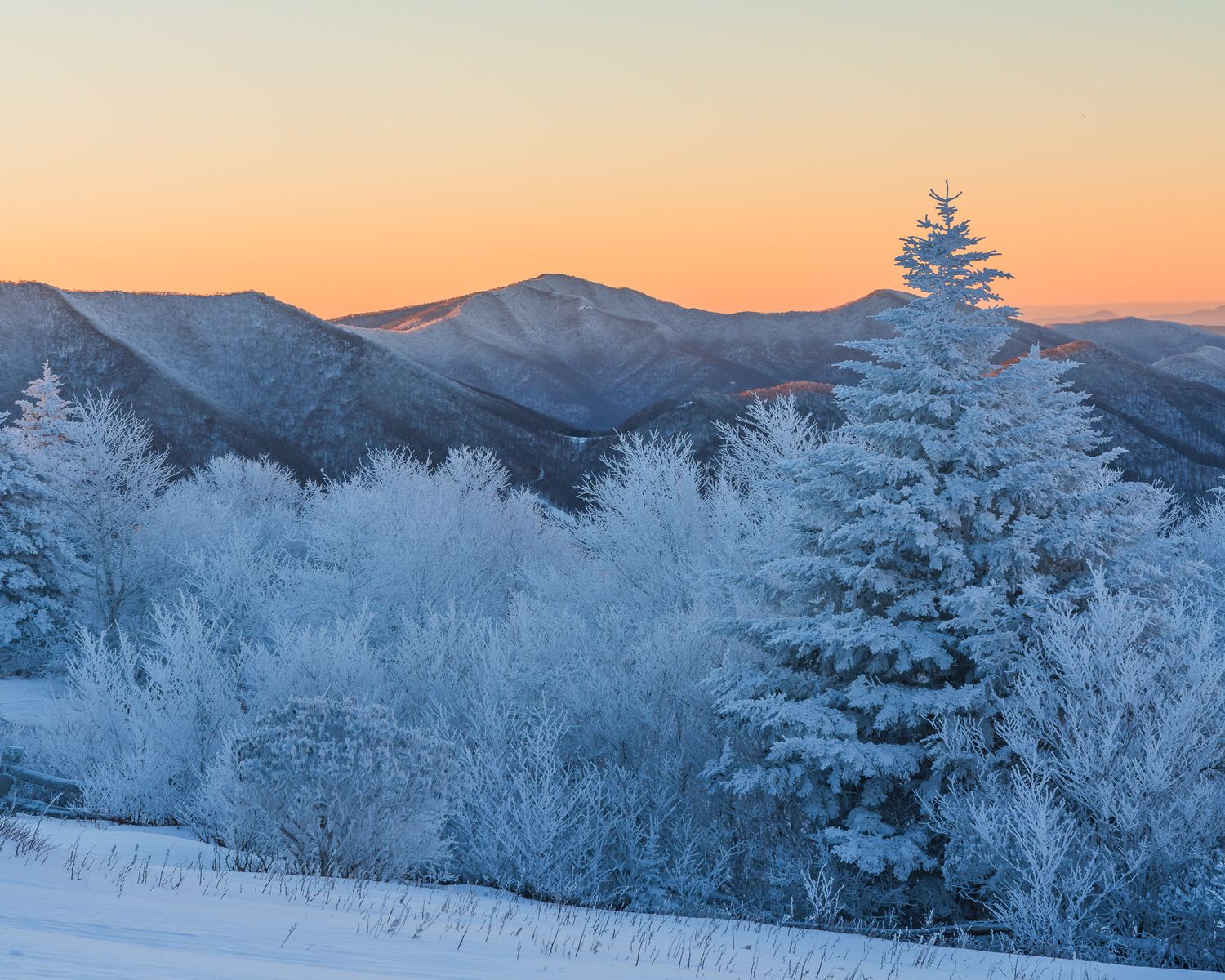 A golden sky creates the background for this snowy scene of evergreen trees and mountain ridges