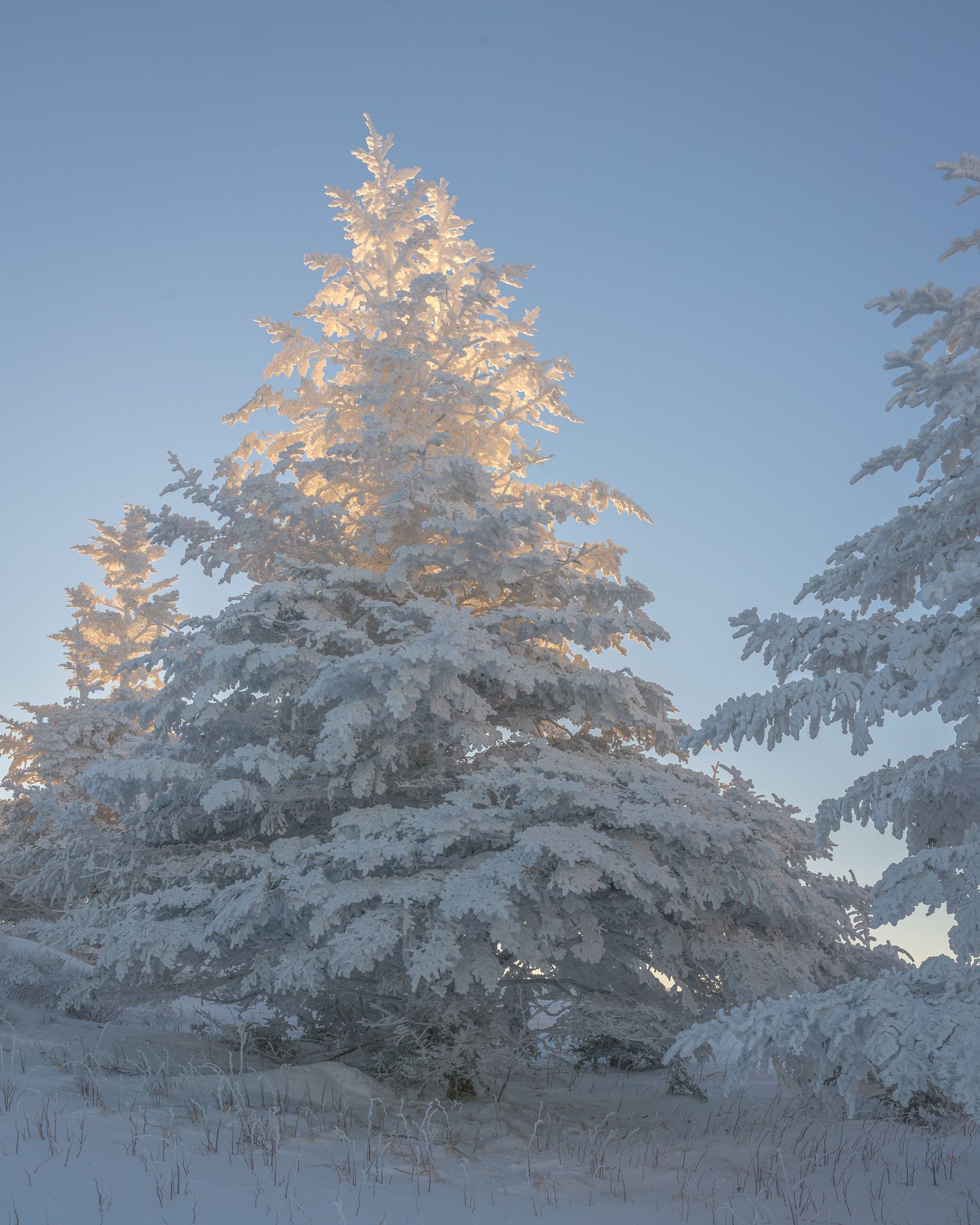 A snow encrusted tree glows against a clear blue sky.