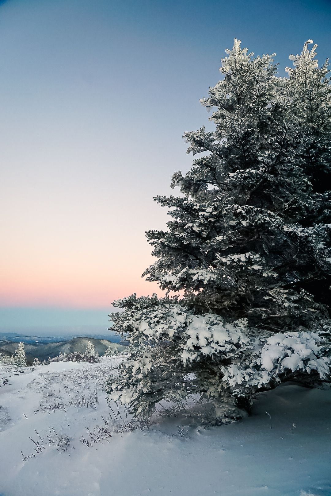 Two frosted trees atop Roan Mountain with a pastel alpenglow sky at dawn