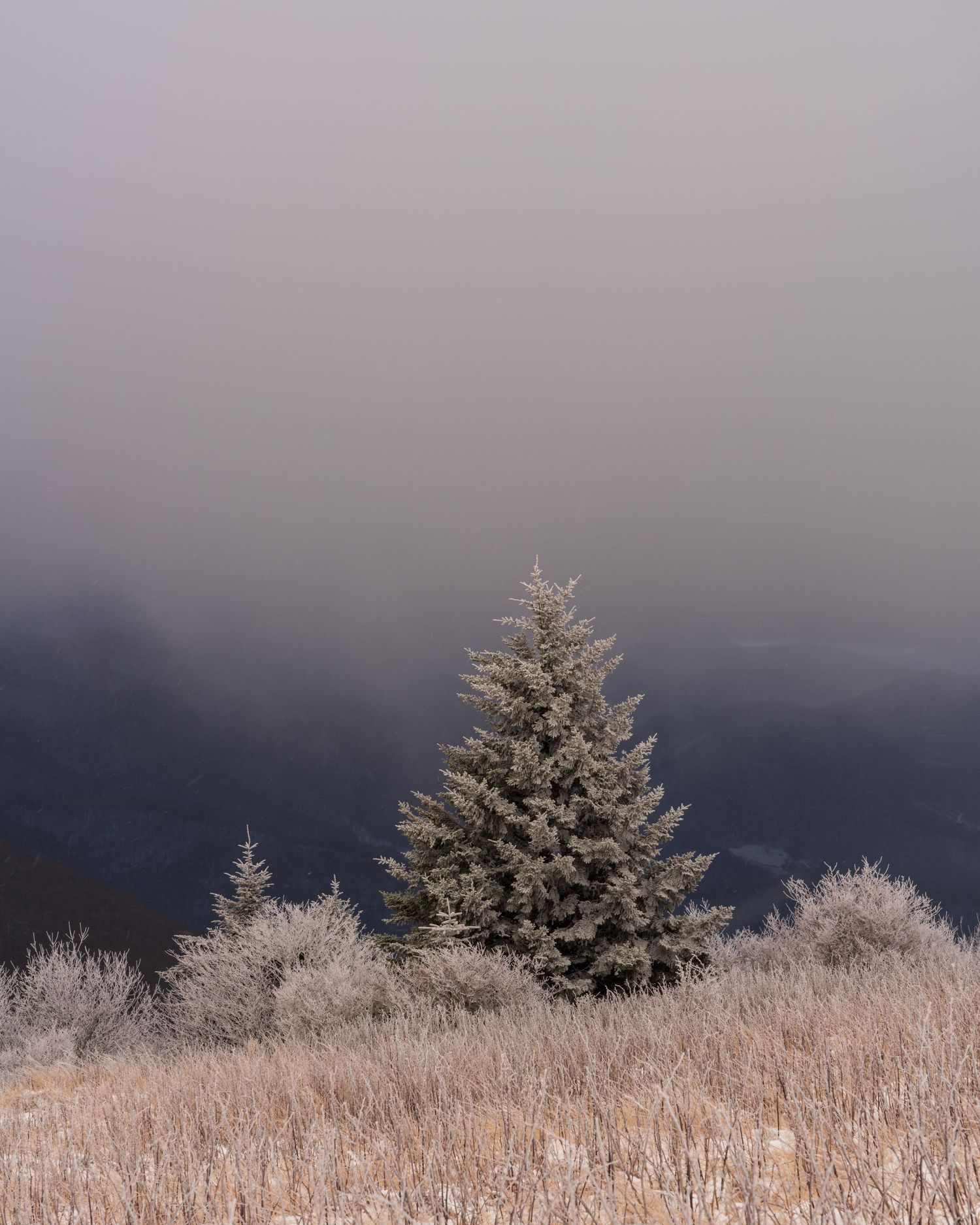 A snow-kissed balsam tree in front of a cloudy deep blue winter sky.