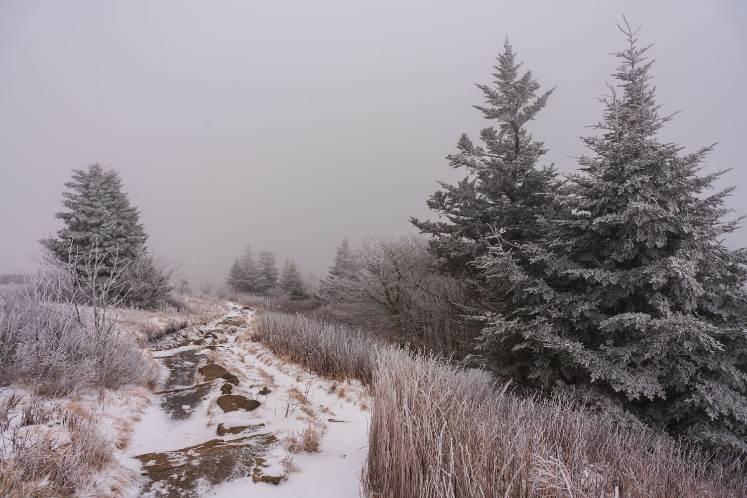 Image of a wintery hiking trail feauring trees, grasses and a cloudy sky.