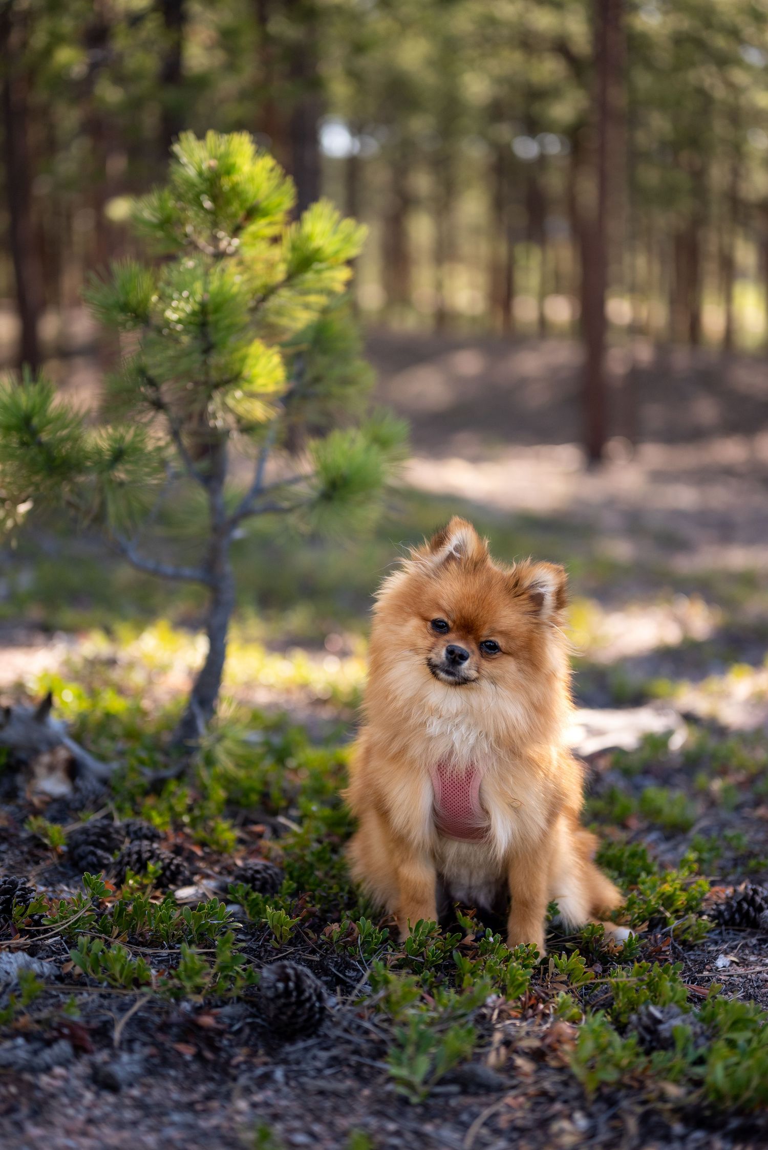 Photo session at Fox Run Regional Park in Black Forest, CO,