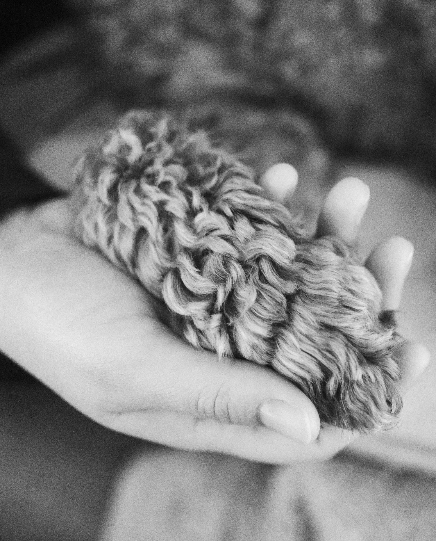 A dog’s paw in the hand of their pawrent