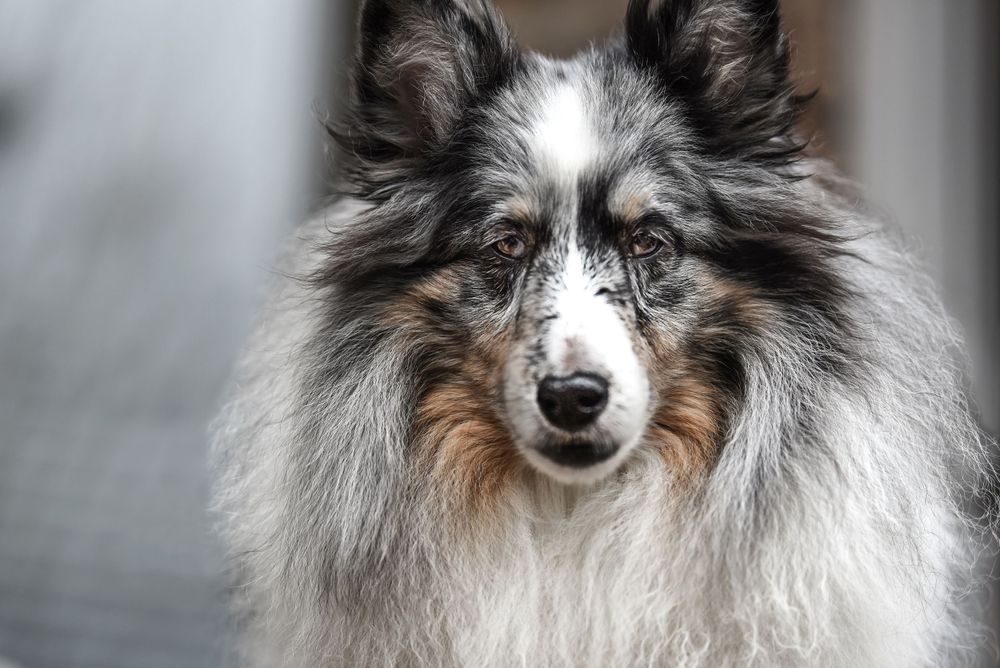 pet photography of dog