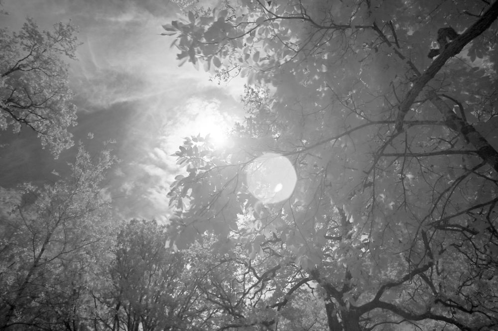 Branches et halo / Prairie de la Hannetière / Forêt de Chambord