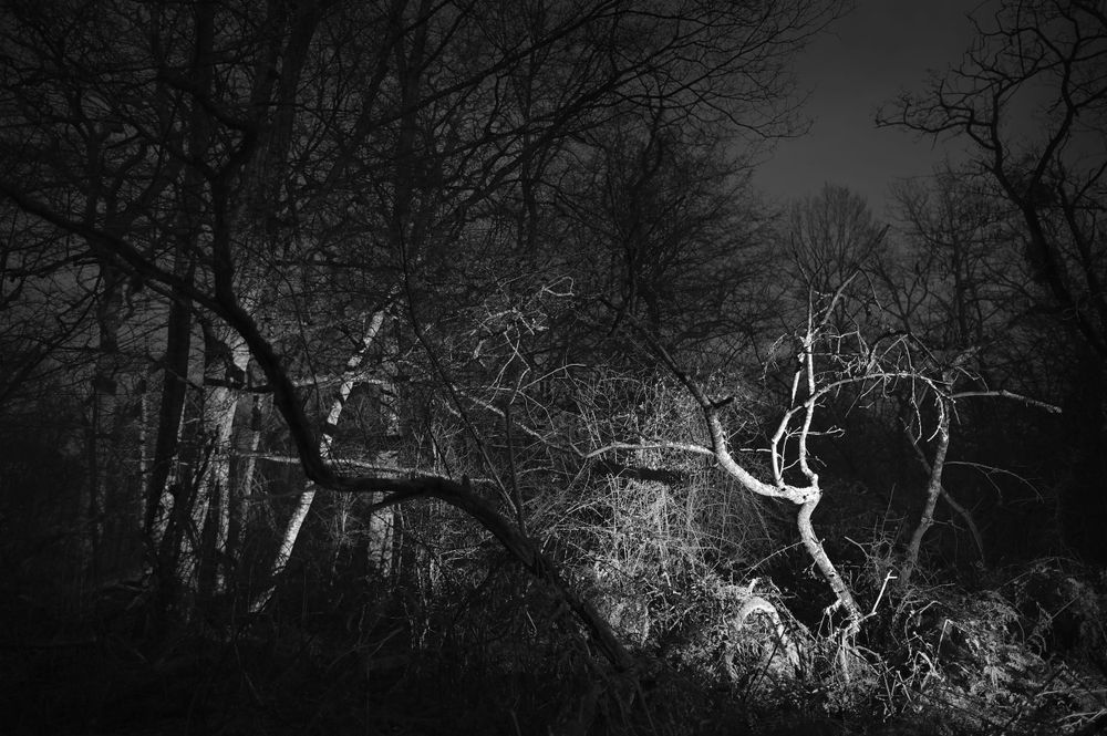 Souches et bois mort / Route de Bracieux / Forêt de Chambord