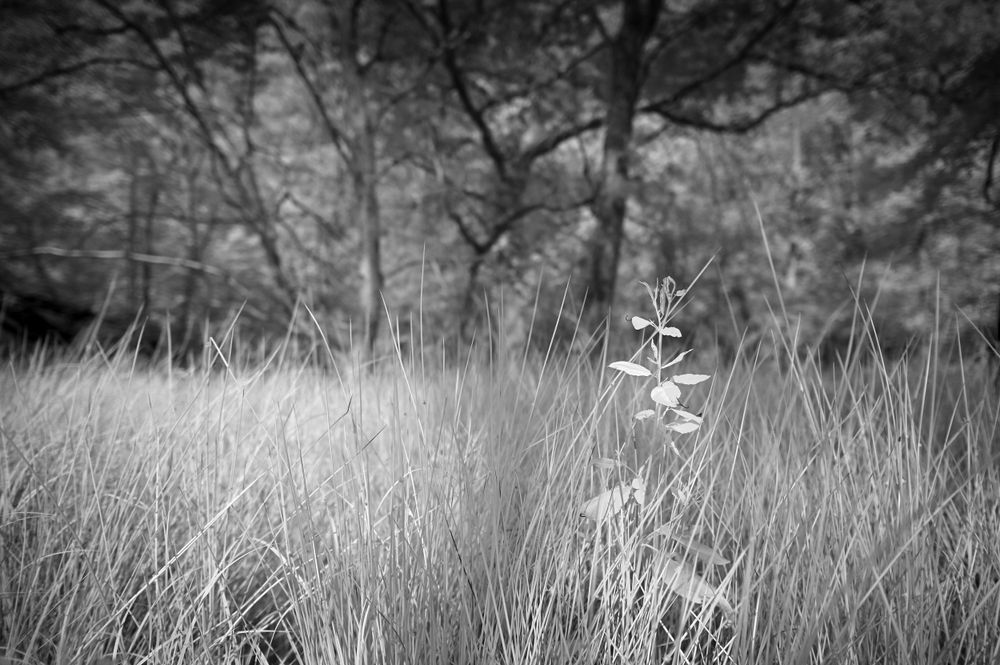 Lande et fleur / Etang des bonshommes / Forêt de Chambord