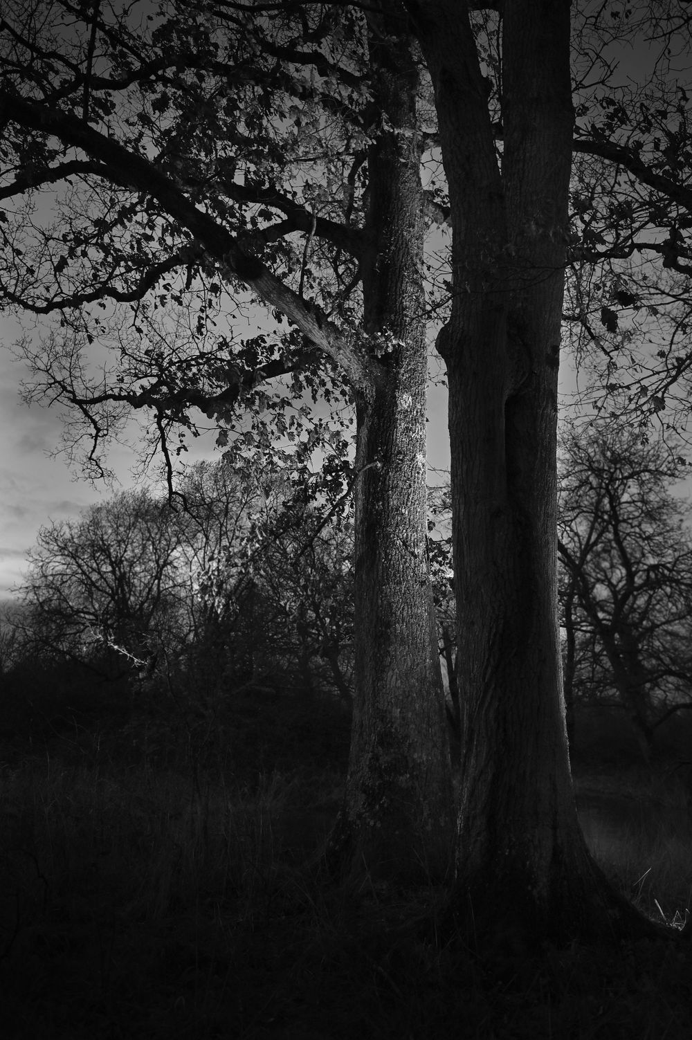Chênes et coucher de soleil / Route royale / Forêt de Chambord