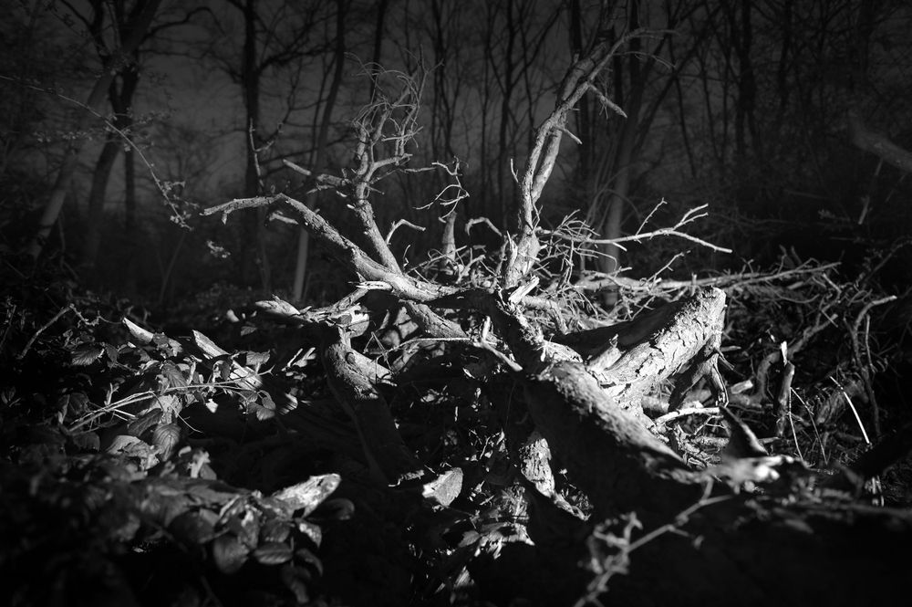 Souche et ronces / Fontaine Caroline / Branches / Forêt de Chambord