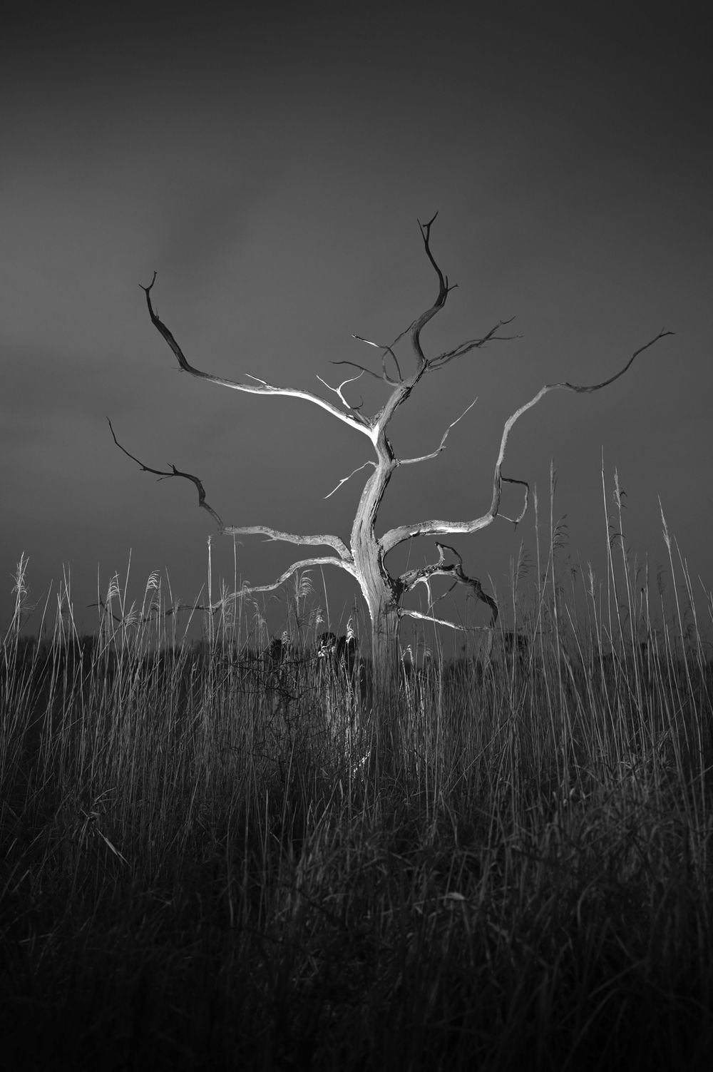 Arbre mort / Roselière / Forêt de Chambord