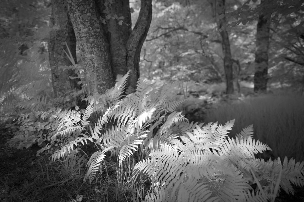 Chênes et fougères / Etang des bonshommes / Forêt de Chambord