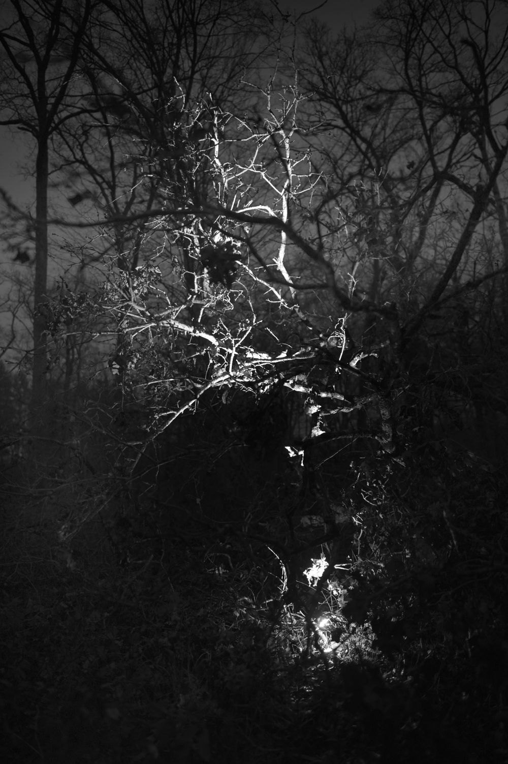 Branches / Route de la Commission / Forêt de Chambord