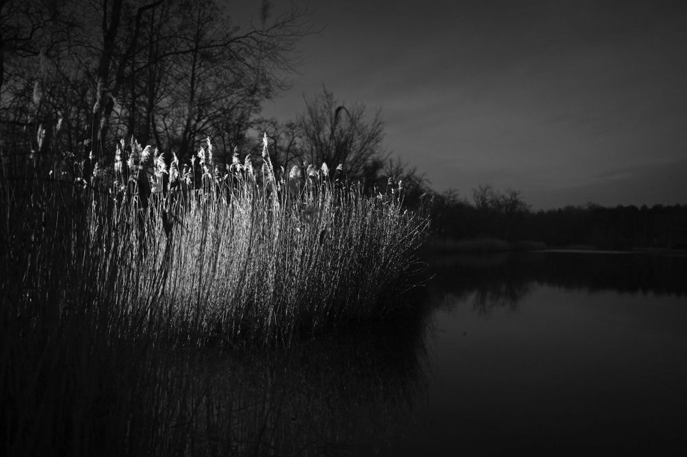 Roseaux / Etang des bonshommes / Forêt de Chambord